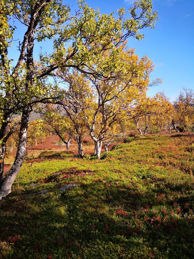 Bjørkeskog i høstfarger på fjellet